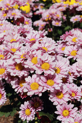 Gerbera flowers in the garden