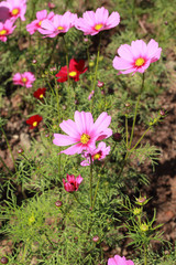 field of pink cosmos flower
