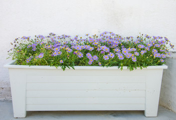 Purple flower pots.