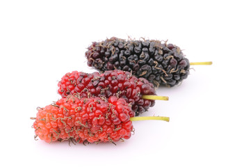 mulberry