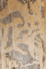 Larva trace after Callidium aeneum