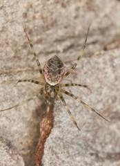 Drapetisca socialis on wood, extreme close-up