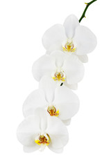 White orchid isolated on white background.