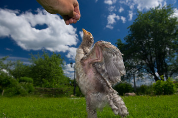Chicken Stretching for Food in Hand
