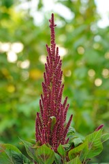 Amaranth (Prince's Feather) Growing on Flower Bed