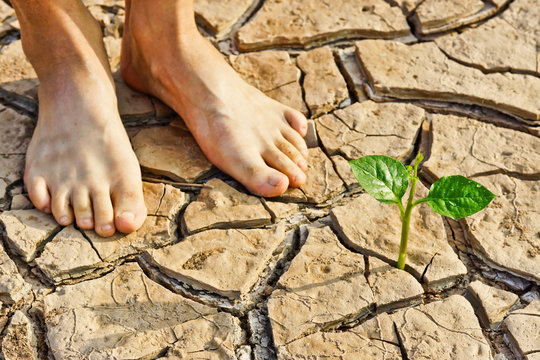 two bare feet standing near tree growing on cracked earth