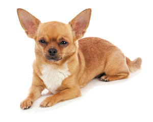 Chihuahua dog isolated on white background.