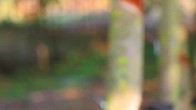 Tapping latex from a rubber tree in Thailand