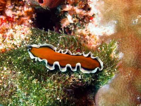 Flat worm, island Maktan, Philippine