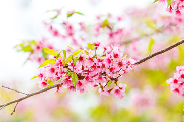 Fototapeta na wymiar Wild Himalayan Cherry spring blossom
