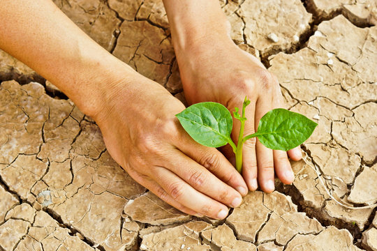 hands growing a tree growing on cracked earth