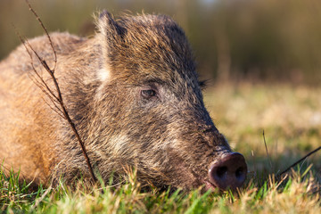 wild boar