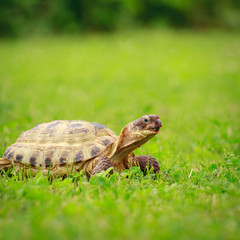 Turtle on a grass