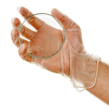 Hand In Latex Glove Holding Petri Dish