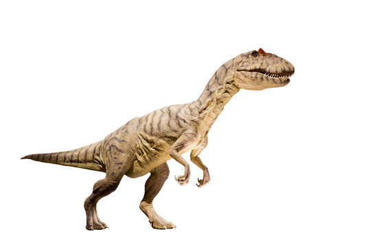 Fototapeta Restoration of an Allosaurus dinosaur isolated.