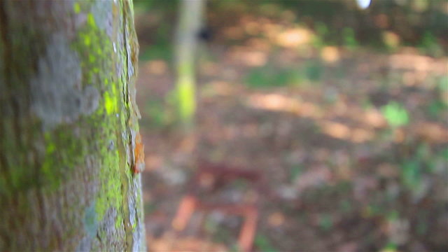 Tapping latex from a rubber tree in Thailand