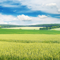 Fototapeta premium Wheat field and blue sky