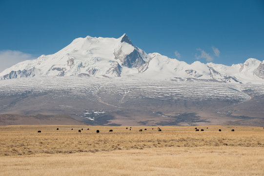 Tibetan landscape with yaks and himalayas
