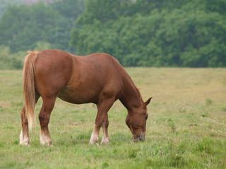 Fototapeta premium Grazing Horse
