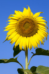 Naklejka premium Close-up of sun flower against blue sky