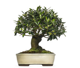Olive bonsai tree, Olea europaea, isolated on white