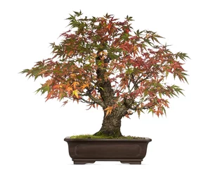  Acer japonicum bonsai tree, isolated on white © Eric Isselée