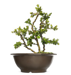 Buxus bonsai tree, isolated on white