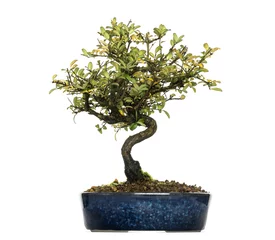 Fotobehang Bonsai Honeysuckle bonsai tree, Lonicera caprifolium, isolated on white  © Eric Isselée