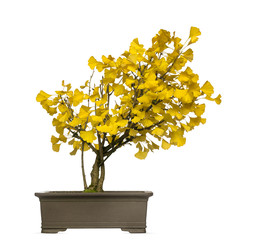 Ginkgo bonsai tree, isolated on white