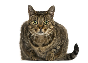 Front view of a European shorthair lying, looking at the camera