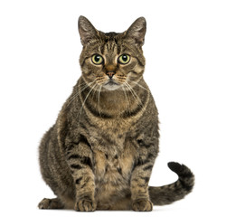 European shorthair sitting, looking at the camera, isolated