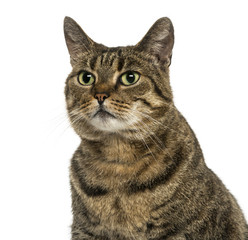 Close-up of a European shorthair looking away, isolated on white