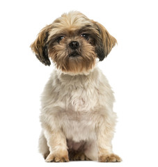 Front view of a Shih tzu sitting, isolated on white