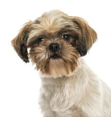 Close-up of a Shih tzu, looking at the camera, isolated on white