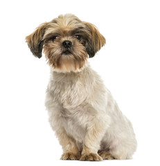 Shih tzu sitting, looking at the camera, isolated on white