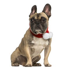 French bulldog wearing a christmas scarf, sitting, isolated