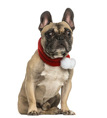 French bulldog wearing a christmas scarf, sitting, isolated