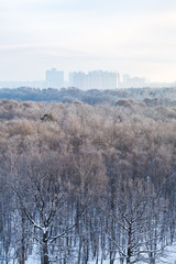 cold blue sunrise over city park in winter