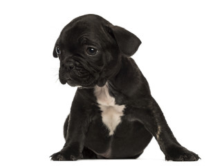 French bulldog puppy sitting, looking away, isolated on white