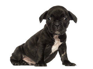 French bulldog puppy sitting, looking at the camera, isolated