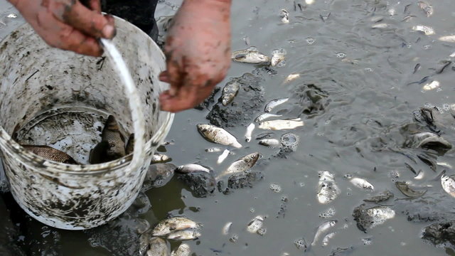 Poisoned fish
