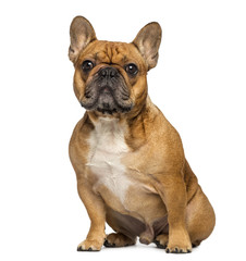 Fototapeta premium French bulldog sitting, isolated on white