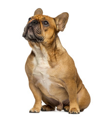 French bulldog sitting, looking up, isolated on white