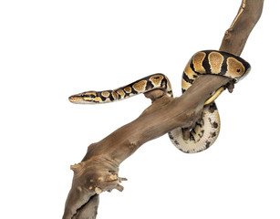 Naklejka premium Side view of a Python regius on a branch, isolated on white