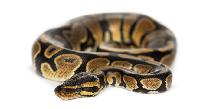 Royal python, Python regius, isolated on white