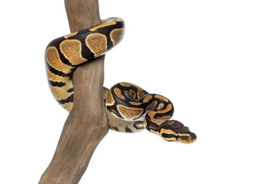 Royal python on a branch, Python regius, isolated on white