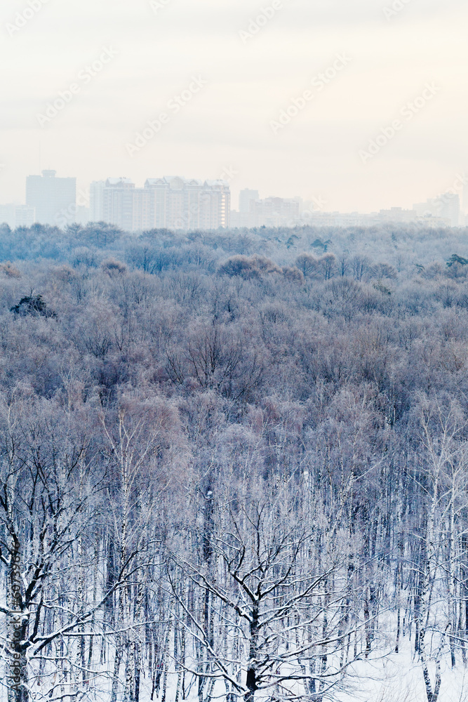 Wall mural frozen dawn over city park in winter