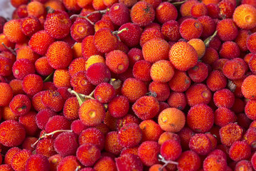 Früchte des Westlichen Erdbeerbaums (Arbutus unedo)