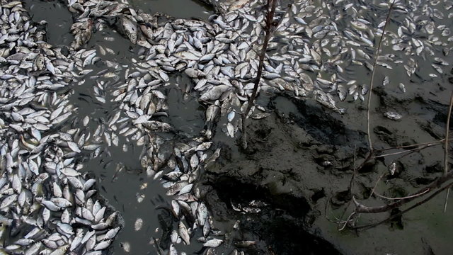 Fish kills