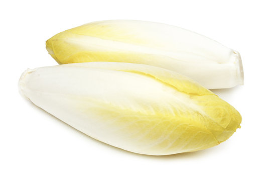 Endive - Chicory - Chicon - Witloof